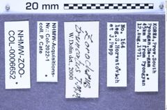 Etiketten zu Zorochros truncatus (Han, 2000) (NHMW-ZOO-COL-0006652)